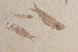 Five Fossil Fish (Knightia) Plate - Wyoming #111249-2